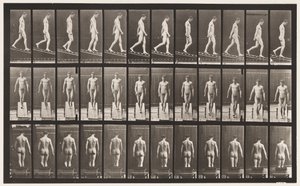 Plate 114. Synkende skråning, vinkel 1 i 4, 1872-1885 av Eadweard Muybridge