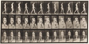 Plate 13. Vandrende, 1872-1885 av Eadweard Muybridge