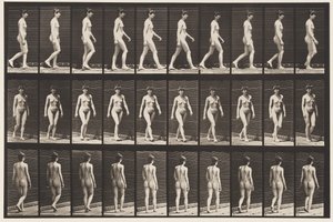 Plate 16. Vandrende, 1872-1885 av Eadweard Muybridge
