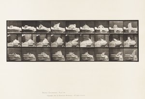Tallerken 265. Å komme seg ut av sengen og forberede seg på å knele av Eadweard Muybridge