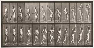 Plate 291.Cricket; Batting; Drive, 1885 av Eadweard Muybridge