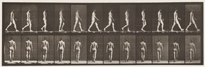 Plate 2. Vandrende, 1872-1885 av Eadweard Muybridge