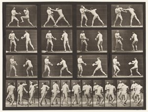 Plate 335. Boksing; Med hansker av Eadweard Muybridge