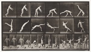 Plate 365. Hodefjær, En flygende due som forstyrrer av Eadweard Muybridge