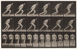 Plate 392. Draging av en hagerulle, 1872-1885 av Eadweard Muybridge