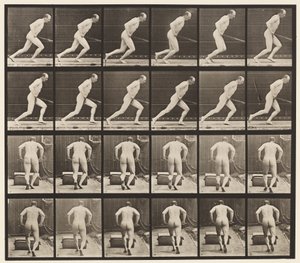 Plate 393. Pushing a Garden Roller, 1872-1885 av Eadweard Muybridge