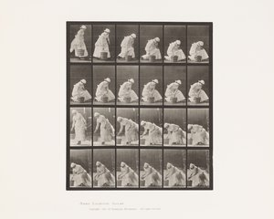 Plate 438. Sette ned bøtte og klargjøre for skrubbing, 1885 av Eadweard Muybridge