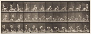 Tallerken 449. Mate en hund av Eadweard Muybridge