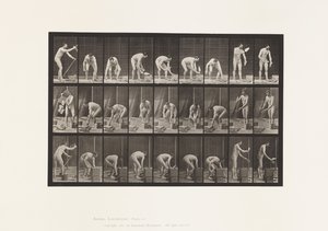 Plate 505. Muring av Eadweard Muybridge