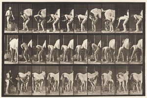 Plate 508. Skoe en hest av Eadweard Muybridge