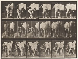 Plate 509. Skoe en hest av Eadweard Muybridge