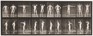 Tallerken 529. Diverse stillinger av Eadweard Muybridge