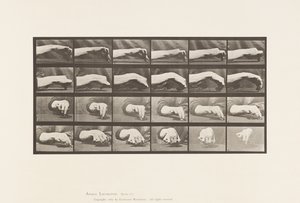 Plate 532. Bevegelse av hånden; Tegne en sirkel, 1885 av Eadweard Muybridge