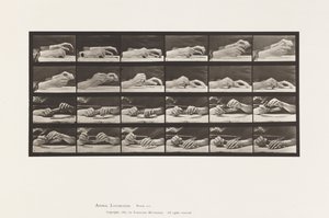 Plate 536. Bevegelse av hånden; hender som skifter blyant av Eadweard Muybridge