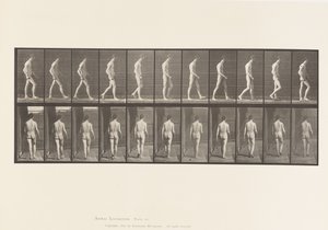Plate 554.Locomotor Ataxia; Gående, 1885 av Eadweard Muybridge