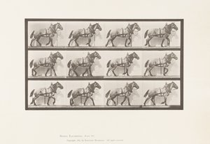 Plate 567.Hauling;Dark-Gray Belgian Horse Billy, 1885 av Eadweard Muybridge