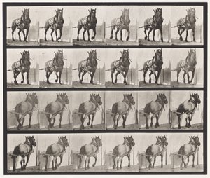 Plate 568. Hauling;Mørkegrå belgisk hest Billy av Eadweard Muybridge