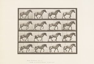 Plate 569.Hauling;Mørkegrå belgisk hest Hansel, 1885 av Eadweard Muybridge