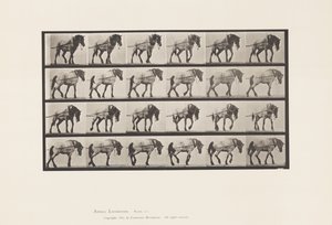 Plate 570.Hauling;Mørkegrå belgisk hest Hansel, 1885