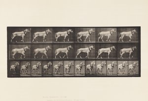 Plate 571.Hauling;Lysgrå Mare Johnson, 1885 av Eadweard Muybridge