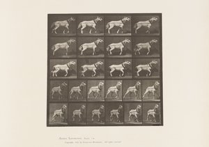 Plate 572.Hauling; Hodet blir trukket; Lys grå hoppe, 1885 av Eadweard Muybridge