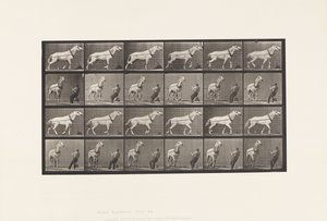 Plate 573. Hauling; Mann trekker i hodet; Lysgrå hoppe, 1885 av Eadweard Muybridge
