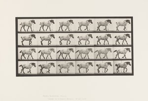 Plate 574.Gå; Gratis; Mørk-grå belgisk hest Hansel, 1885 av Eadweard Muybridge