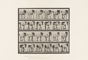 Plate 575.Gå; Gratis; Mørk-grå belgisk hest Hansel, 1885 av Eadweard Muybridge