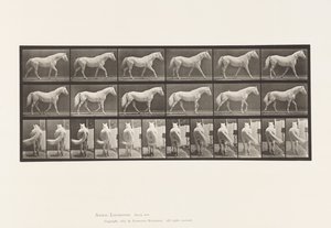 Plate 576. Gående; Gratis; Lysgrå hesteørn av Eadweard Muybridge
