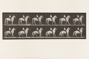 Plate 577.Gå; Sal; Uregelmessig; White Horse Clinton, 1885 av Eadweard Muybridge