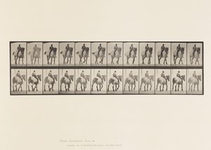Plate 578.Gå; Bar rygg; Mørk-grå belgisk hest Dusel av Eadweard Muybridge