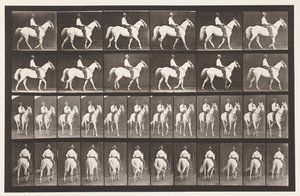 Plate 579.Gå; Sal; White Horse Elberon, 1885 av Eadweard Muybridge
