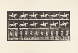 Plate 582. Gange;Sadel; Rytter, 43, naken; Lysgrå hest Smith av Eadweard Muybridge