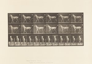 Plate 586.Gå; Sulky; Lys grå hoppe, Katydid, 1885 av Eadweard Muybridge