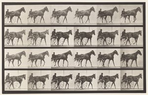 Plate 587.Gå; Sulky; Sorrel Mare Nellie Rose, 1885 av Eadweard Muybridge