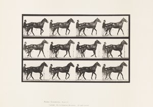 Plate 588.Gå; Sulky; Bay Horse Reuben, 1885 av Eadweard Muybridge