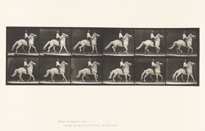 Plate 589.Ambling av Eadweard Muybridge