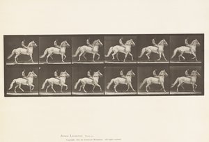 Plate 590.Ambling av Eadweard Muybridge