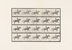 Plate 591.Vyngende av Eadweard Muybridge