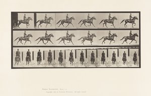 Plate 592. Rocking (Pacing): Sal; Brun hest Pronto av Eadweard Muybridge