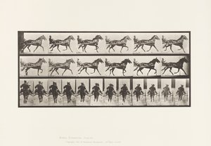 Plate 594. Rocking (Pacing): Sulky; Brun hest Pronto av Eadweard Muybridge