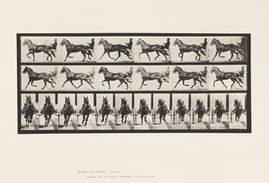 Plate 595. Rocking (Pacing): Sulky; Brun hest Pronto av Eadweard Muybridge