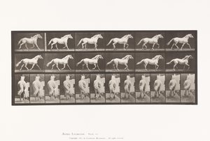 Plate 596. Trav; Gratis; Lysgrå hesteørn av Eadweard Muybridge