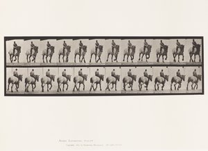 Plate 599. Trav; Bareback; Mørkegrå Dusel av Eadweard Muybridge