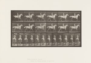 Plate 602.Trav;Bareback; Rytter, 43, naken; lysgrå hest Smith, 1885 av Eadweard Muybridge
