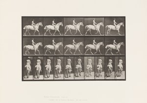 Plate 603. Trav; Sal; Ride, 43, bred, lysegrå hest Smith av Eadweard Muybridge
