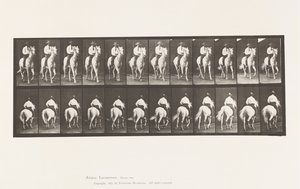 Plate 604. Trav; Sal; White Horse, Elberon av Eadweard Muybridge