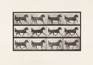Plate 606. Trav; Sulky; Bay Horse, Ruben av Eadweard Muybridge