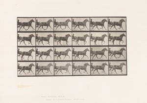 Plate 607. Trav; Sulky; Bay Mare, Lizzie M. av Eadweard Muybridge