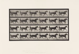 Plate 608. Trav; Sulky; Sorrel Mare, Flode Holden av Eadweard Muybridge